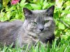 Шестипалых котов Хэмингуэя признали национальным достоянием