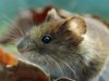 За время наводнения китайцы убили два миллиона полевых мышей