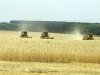 Правила агрономии помогли некоторым хозяйствам Ростовской области собрать хороший урожай 