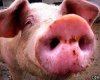 Свинское дело – жуткая кража в Китае.