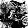 Древесные птицы (Coracornithes). Чекканки и Каменки.