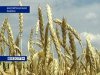 Минсельхоз: дефицита зерна в области не будет 