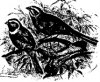 Древесные птицы (Coracornithes). Семейство вьюрковых. Подорожники (Emberizinae).