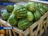 Роспотребнадзор проводит рейд по точкам продажи арбузов в Ростове 