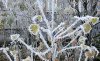В Новосибирской, Томской и Челябинской областях ожидаются заморозки