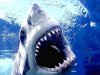 У берегов Сахалина обнаружены белые акулы