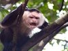 В Индии обезьяна похитила младенца