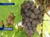 Ростовская область соберет богатый урожай винограда