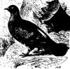 Род лесных голубей. Вяхирь, или дикий голубь (Columba palumbus)