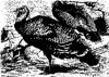 Отряд куриные птицы. Индюк (Meleagris gallopavo) 