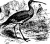 Поисковые птицы (Charadriornithes). Семейство улитовых (Totaninae)