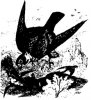 Боевые птицы (Pelargornithes). Дневные хищные птицы