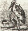 Боевые птицы. Марабу (L. crumenifer) 