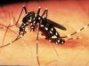 Комары боятся новых мобильников