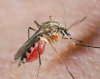 Комары (бытовые вредители)