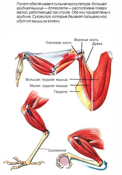 Особенности расположения строения и работы мышц птиц. Мышечная система птиц. Грудные мышцы птиц. Грудные мышцы у птиц прикрепляется к. Мускулатура птиц.