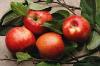 Яблочная кожура предотвращает рост опухолей