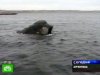 В Аргентине сотни туристов наблюдают за играми китов. 