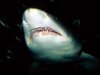 В Кони Айленде спасатель спас акулу от расправы купальщиков