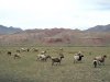 Киргизия будет бороться с нашествием скота из Узбекистана