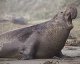 Ластоногие. Тюлени. Морской слон (Масrorhinus leoninus) 