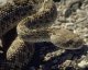 Пресмыкающиеся. Змеи (Ophidia). Общий очерк отряда змей.