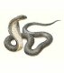 Пресмыкающиеся. Виды ядовитых змей. Очковая змея (Naja tripudians, род Naja).  