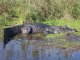 Пресмыкающиеся. Отряд крокодилы (Crocodilia). Настоящие  крокодилы (род Crocodilus)