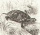 Пресмыкающиеся. Отряд черепахи (Chelonia). Европейская эмида (Emys orbicularis). 