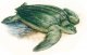Пресмыкающиеся. Отряд черепахи (Chelonia). Виды черепах. Кожистая черепаха (Dermochelys coriacea) 