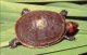 Пресмыкающиеся. Виды черепах. Черепаха аррау (Podocnemis expansa)