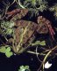 Земноводные. Бесхвостые земноводные (Ecaudata).  Виды лягушек. Пятнистая древесница (Dctinctorius)