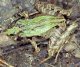 Земноводные. Бесхвостые земноводные (Ecaudata).  Род листовых лягушек. Антильская   лягушка