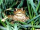 Земноводные. Бесхвостые земноводные (Ecaudata). Обыкновенная жаба (Bufo vulgaris) 