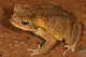 Земноводные. Бесхвостые земноводные (Ecaudata). Виды жаб. Жаба ага (Bufo marinus) 