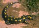 Земноводные. Отряд хвостатые земноводные (Caudata). Огненная и альпийская саламандры.