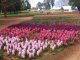 Цветочный фестиваль «Флориада» проходит в Канберру