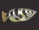 Рыбы. Семейство чешуеперых (Squamipennеs) 