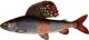 Секреты удачной рыбалки на сибирского хариуса (Thymallus articus)