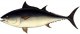 Виды и породы рыб. Обыкновенный тунец (Thynnus vulgaris).