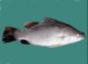 Морской волк (Anarrhichas lupus). Виды рыб.