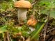 Сочинение: Как мы собирали грибы