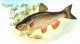 Виды и породы рыб. Головачи или голавли (Leuciscus cephalus)