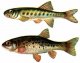 Виды и породы рыб. Гольяны (Leuciscus phoxinus) 