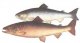 Семейство лососевых (Salmonidae) рыб. Лосось, семга, лох (Salmo salar) 