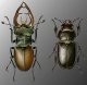 Жесткокрылые, или жуки (Coleoptera). Насекомые.