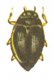 Виды жесткокрылых жуков. Вертячки или кружалки (Gyrinus)