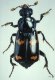 Трупные жуки, или мертвоеды (Silphidae). Виды жесткокрылых жуков. 