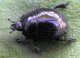 Виды жесткокрылых жуков. Карапузики (Hisleridae) 