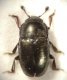 Виды жесткокрылых жуков. Семейство блестянок (Nitidulariae)